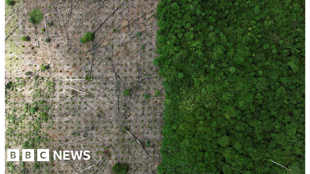 Степента на обезлесяване в бразилската Amazon е спаднал с близо