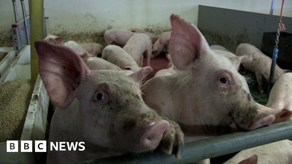 Pig farms: Film raises concerns over large-scale production