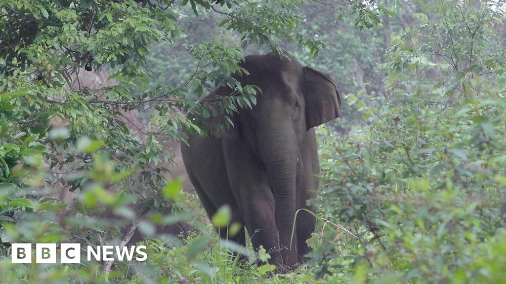 Leuser rainforest: Will Sumatra's elephants go extinct? - BBC News