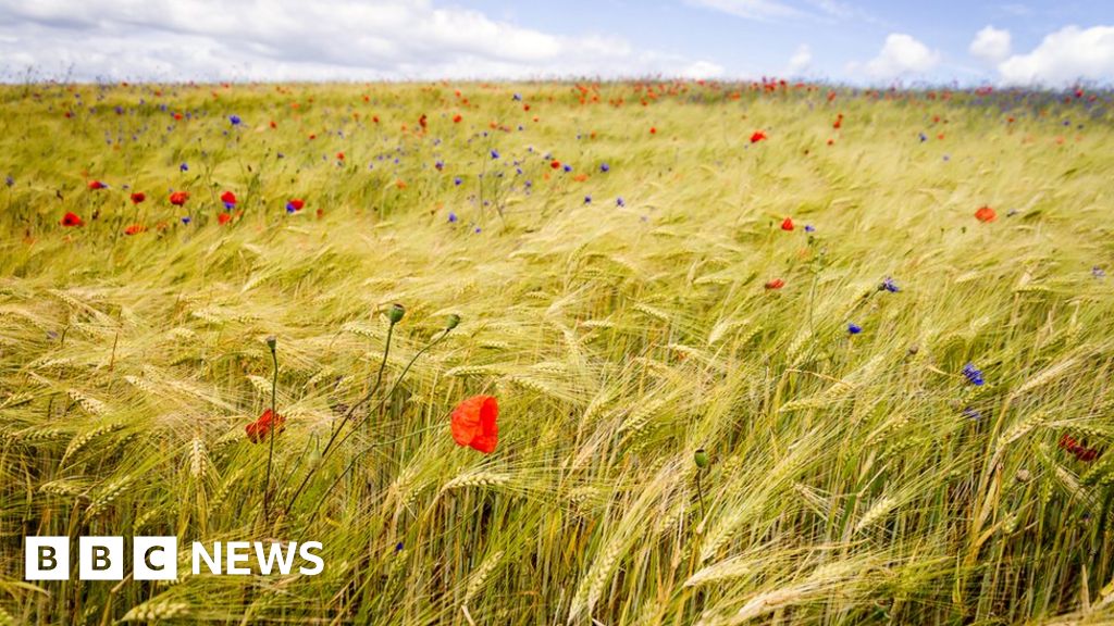 UN: Growing threat to food from decline in biodiversity