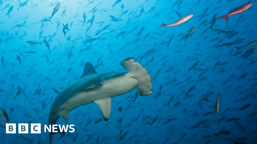 The number of sharks found in the open oceans has plunged by 71% over half a century, mainly due to over-fishing, according to a new study. And the re