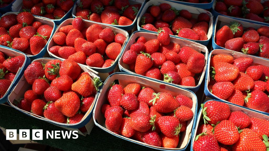 Who will pick our strawberries once we leave the EU? - BBC News