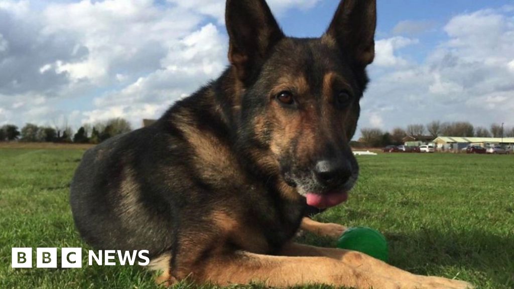 How vets saved a stabbed police dog