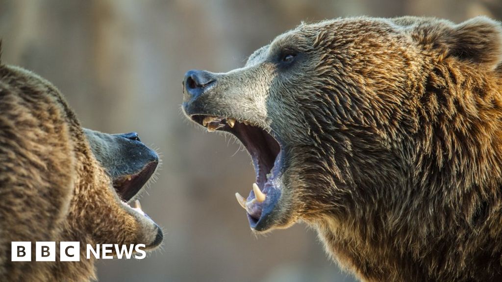 Bears - BBC News