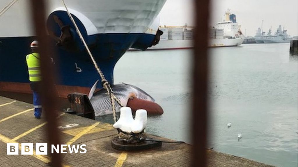 Whale On Vessel's Bow 'killed By Ship Strike' - BBC News