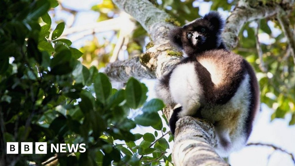 Extinction: One third of all lemurs 'on the brink'