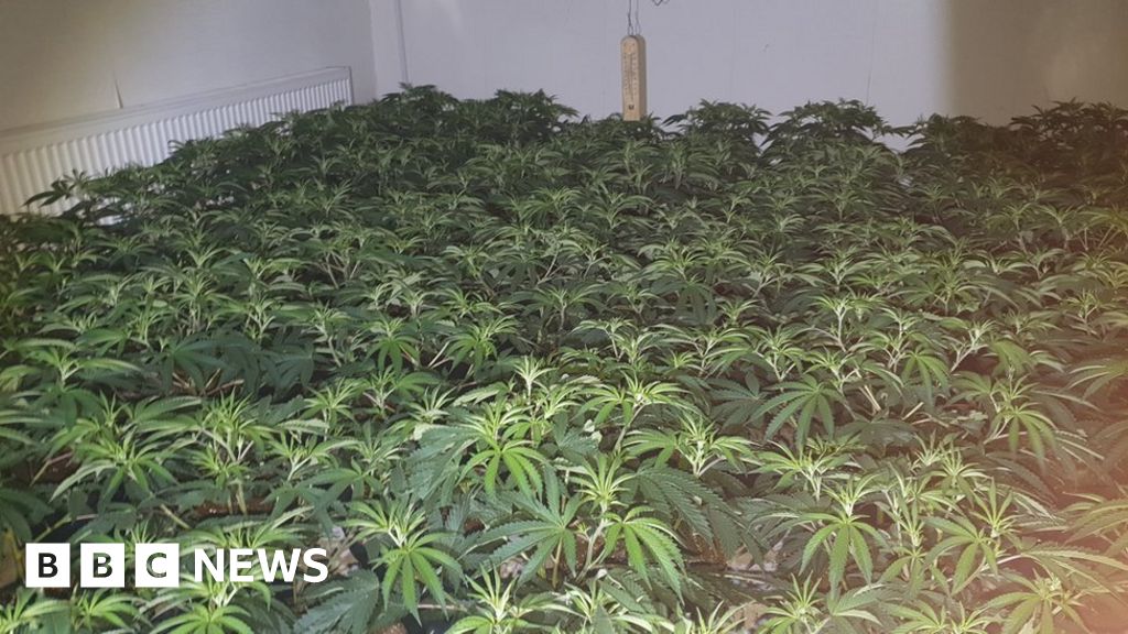 Cannabis Plants Worth £1m Seized By Police In Wolverhampton Bbc News