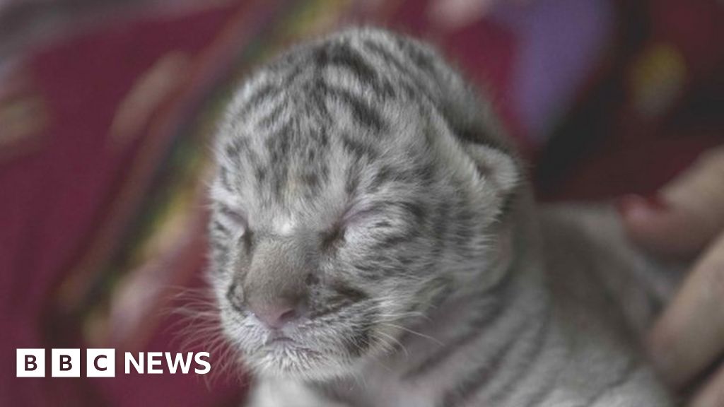 Rare white tiger 'Nieve,' meaning 'snow' in Spanish, born in