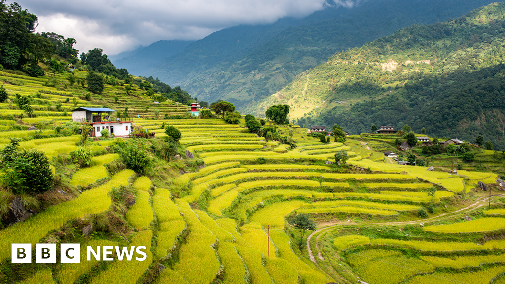 Food Bangor Researcher Helps Saves Crucial Nepalese Rice Crop food-bangor-researcher-helps-saves-crucial-nepalese-rice-crop