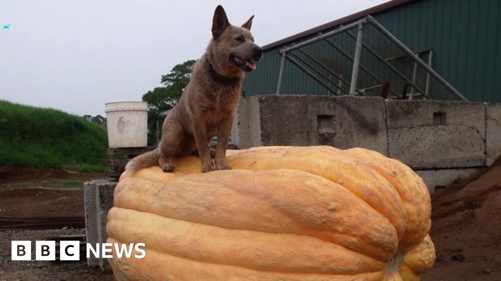 Giant pumpkin rivalry brings breeders together in Australia