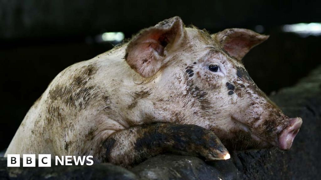 African Swine Fever Boar With Virus Found In Demilitarised Zone Bbc News 