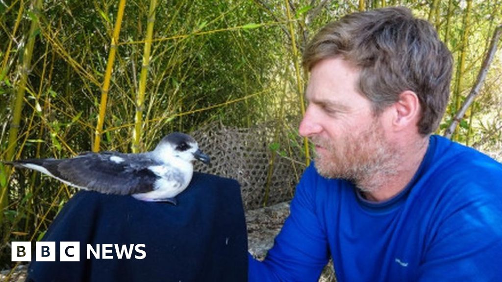 Dominica: Endangered seabird returns after 153 years - BBC News