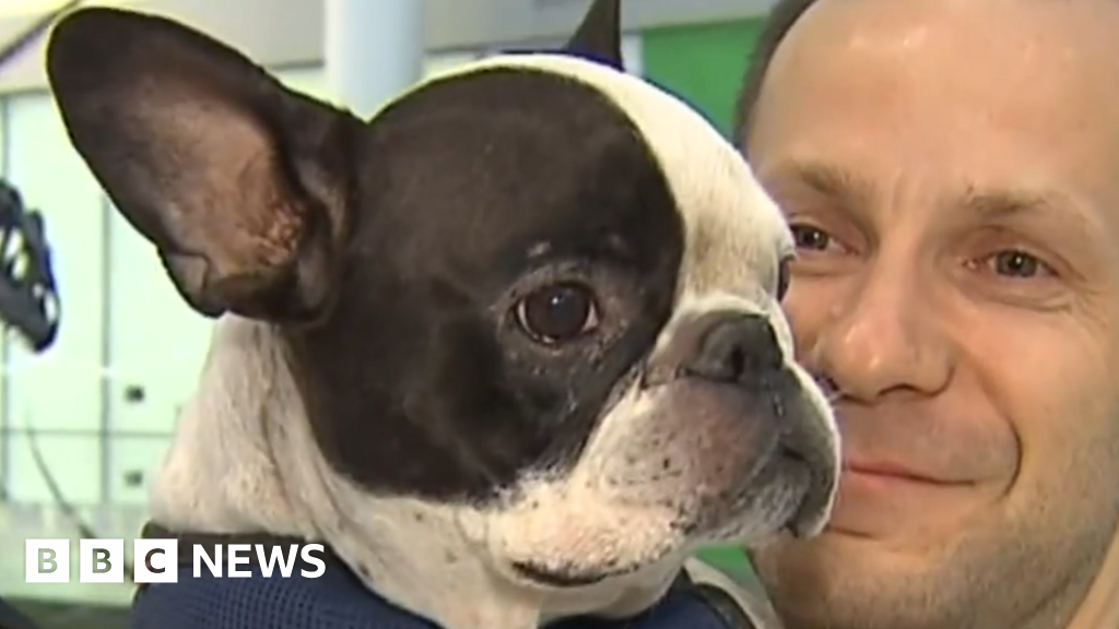 Air Canada flight diverted to save dog from freezing BBC News