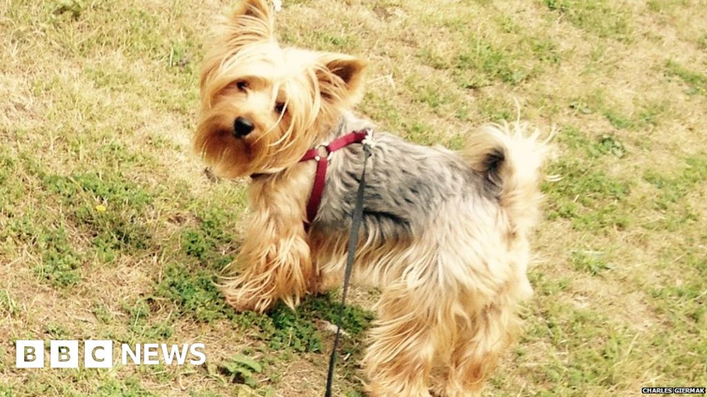 Terrier Barbie put down after Fishtoft police dog attack - BBC News