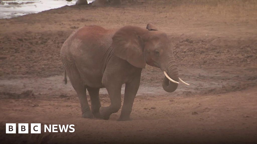 The elephant repellent invented at a Kenyan school that warns by SMS