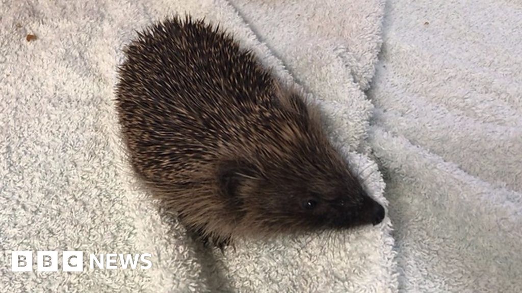 Underweight hedgehogs in Scotland struggling to survive - BBC News