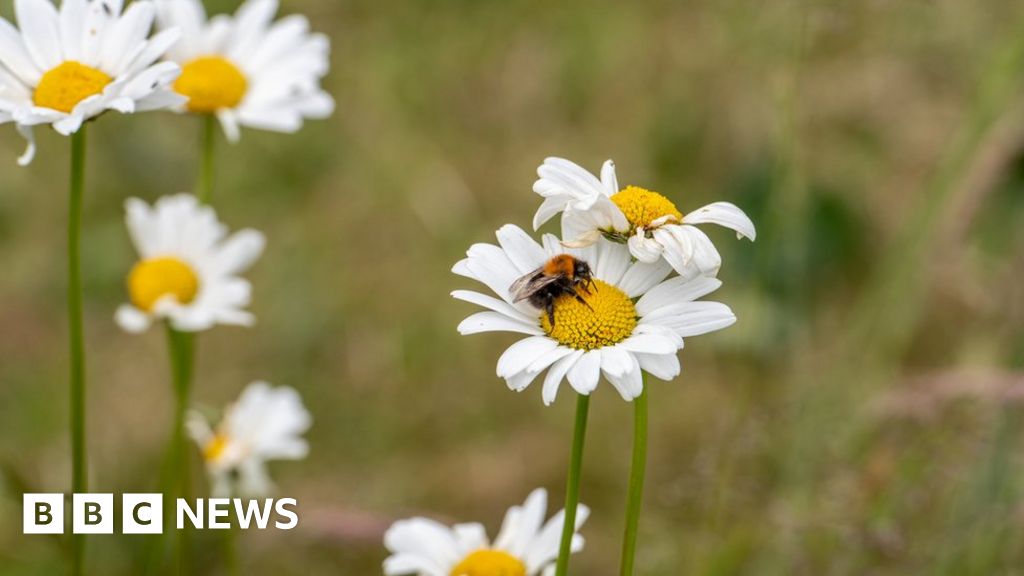 Gardeners urged to let lawns go wild to boost nature