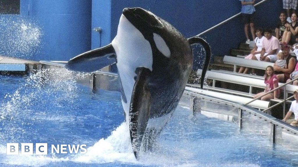 SeaWorld to stop breeding orcas following controversy - BBC News