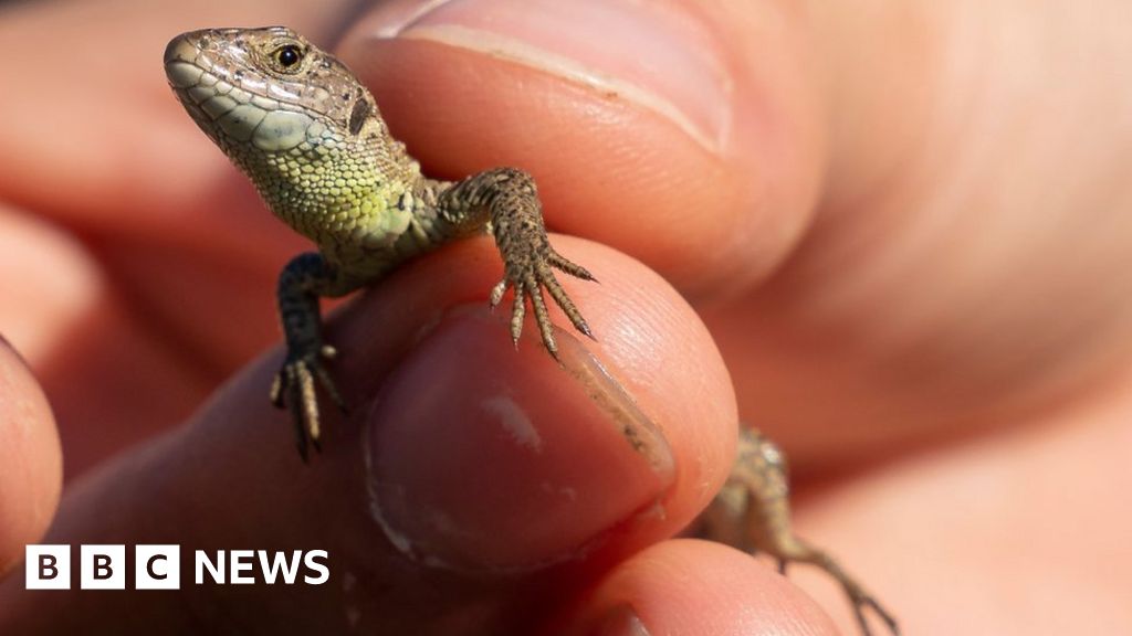 Rare sand lizards reintroduced to Eelmoor Marsh BBC News
