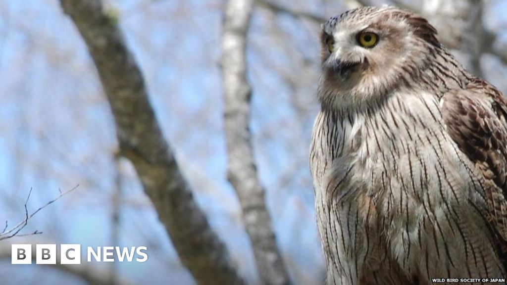 Fujitsu aims to save endangered Blakiston's fish owl BBC News