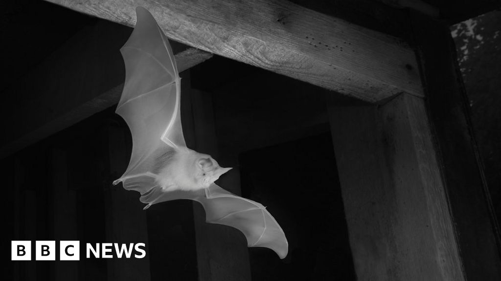 Bat stuck on fly paper freed with butter on cotton buds - BBC News