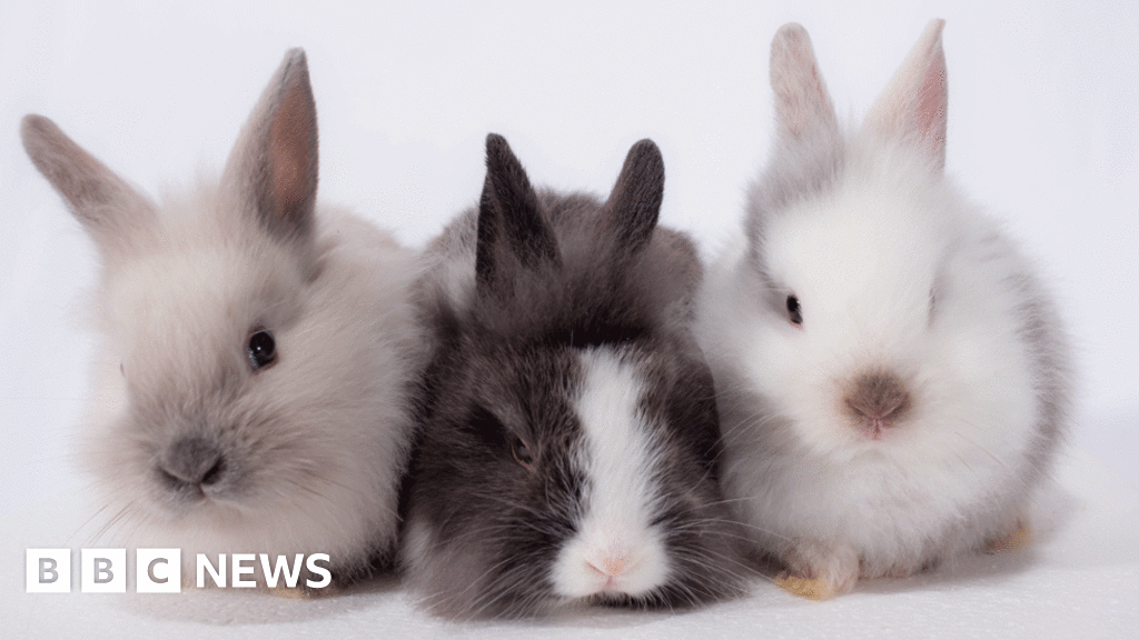 MSPs consider greater protection for pet rabbits BBC News