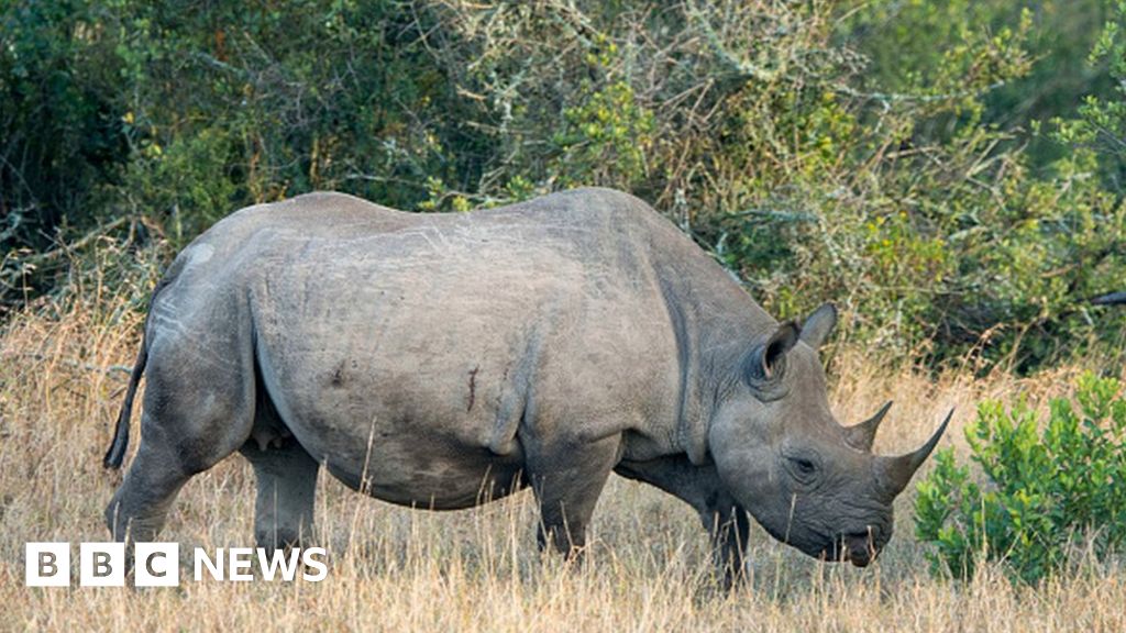 west african black rhino number