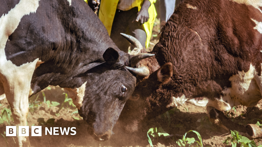 In pictures Wild crowds for Kenya's 'humane' bullfights