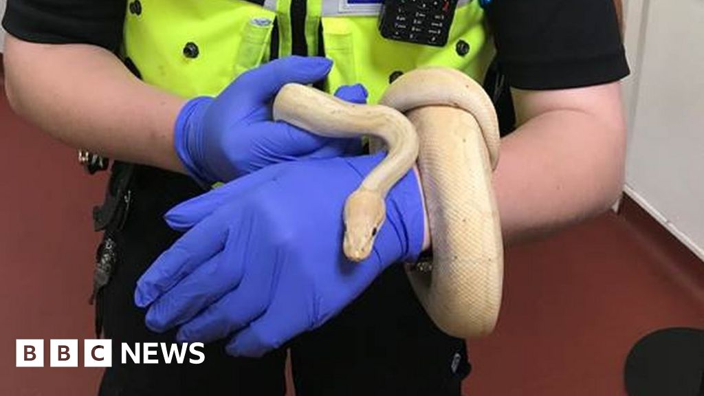 Shocked Dudley couple find python hiding in bedroom