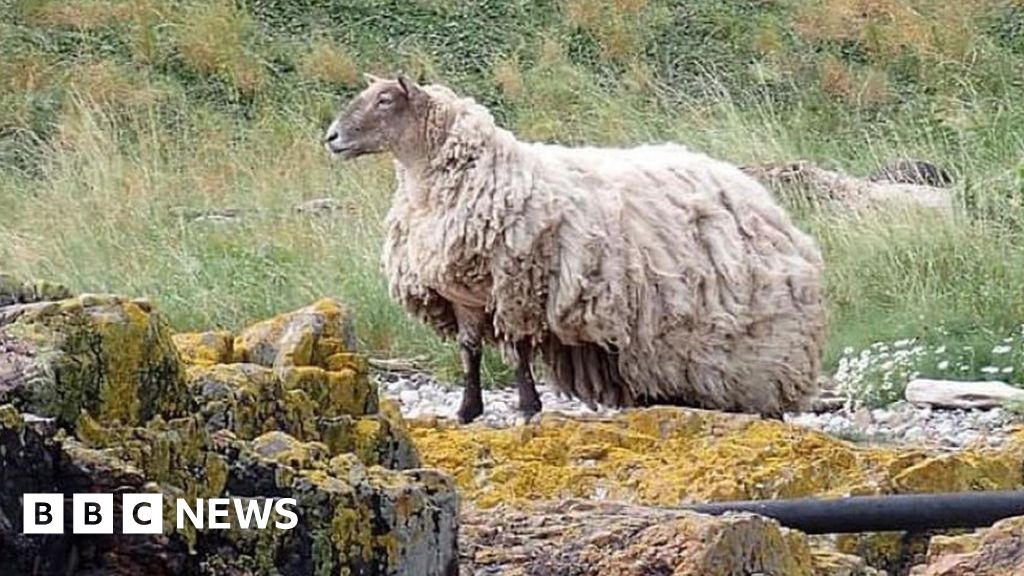 Lamb born with no wool given fluffy fleece - BBC News