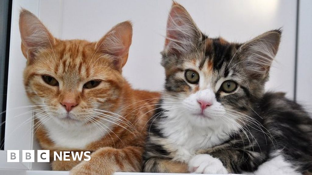 More than 100 cats waiting for place with Southampton rescue charity