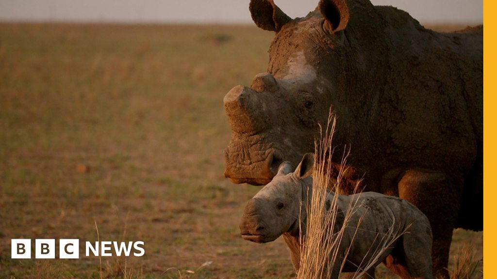 Could Farming Rhinos Save Them From Extinction Bbc News