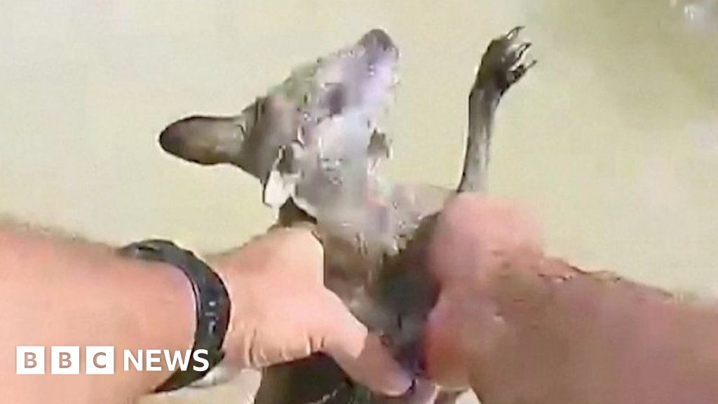 Australia floods: baby kangaroo rescued from crocodile-infested waters
