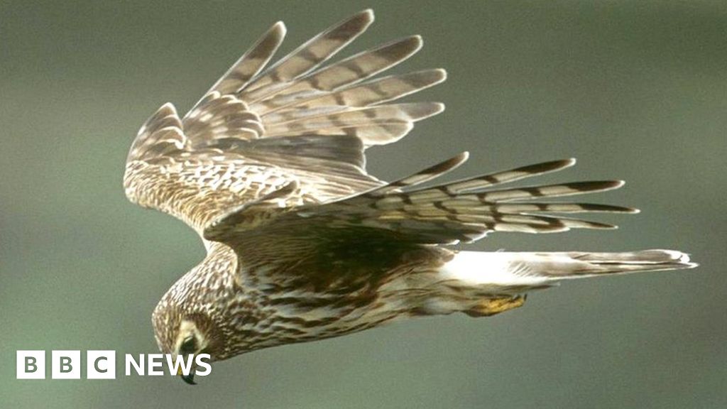 Hen Harriers: Rspb Says 38 Birds Have Been Killed Or Gone Missing