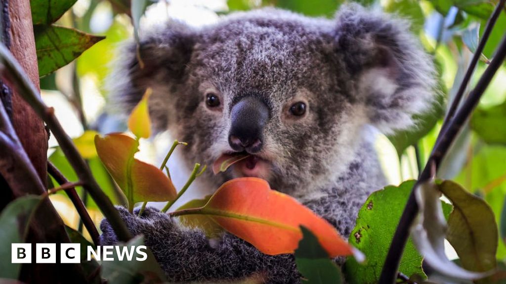 Australia vows new plan to avert extinction crisis