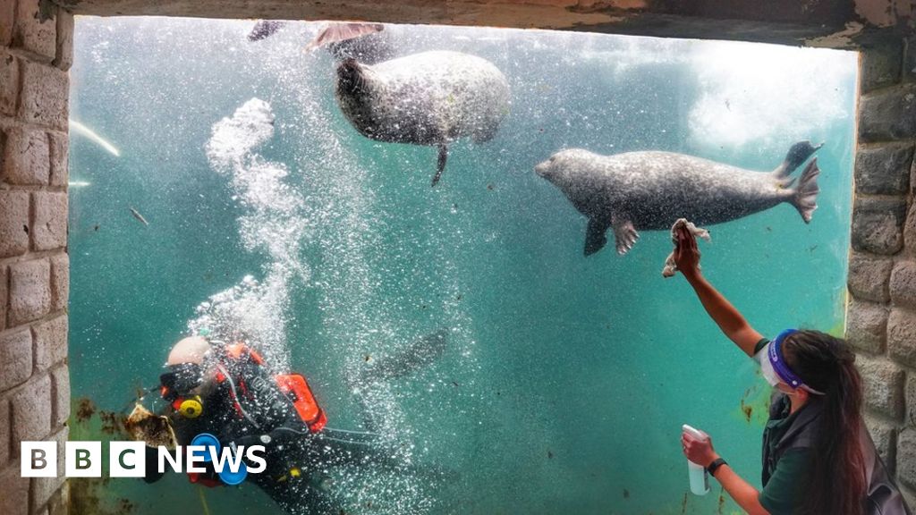 Coronavirus Aquariums, pubs and hairdressers prepare to reopen