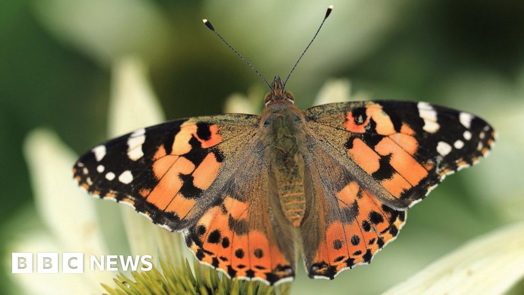 Climate change: Migrant species do well in warm and wet UK in 2019