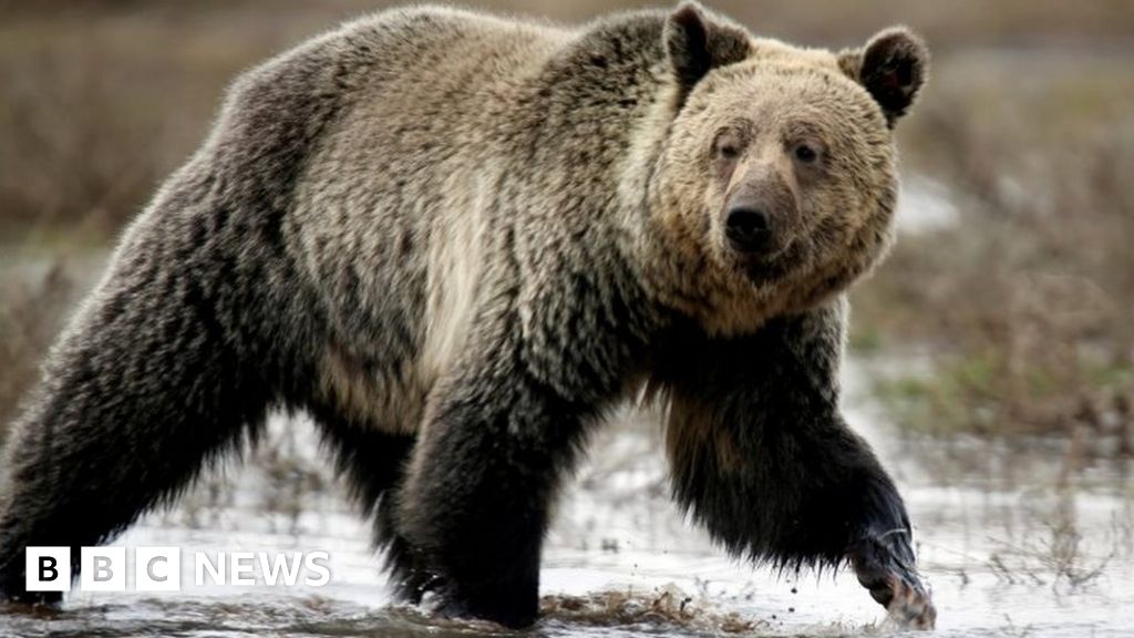 Yellowstone grizzly bears' protection restored and hunts halted