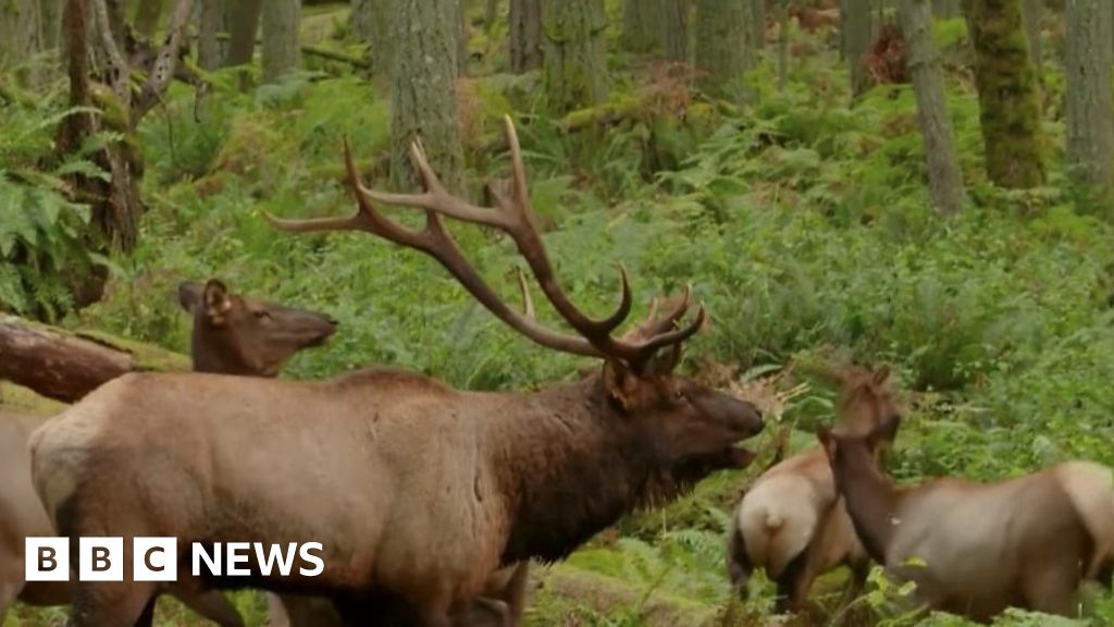 'Very eerie' mating call helps American elks find love