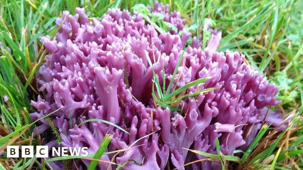 New fungi species unearthed in Cairngorms mountains