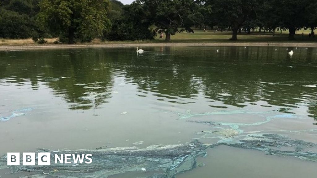 Toxic Blue Green Algae Warning For Dog Owners And Swimmers Bbc News