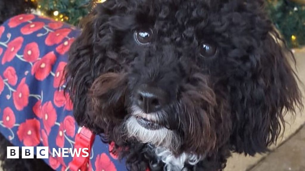 Gosport rescue: Barking dog alerts owner to man in sea
