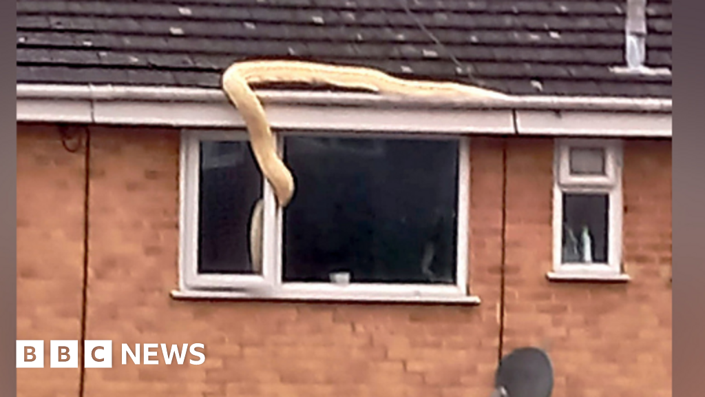 Escaped 18ft python on roof of house in Chandlers Ford
