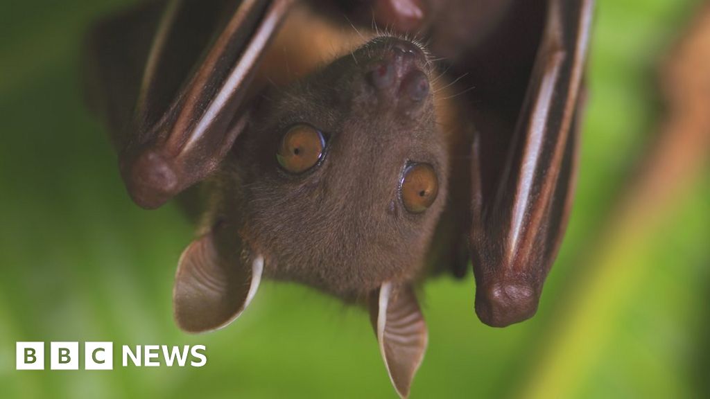 covid-why-bats-are-not-to-blame-say-scientists