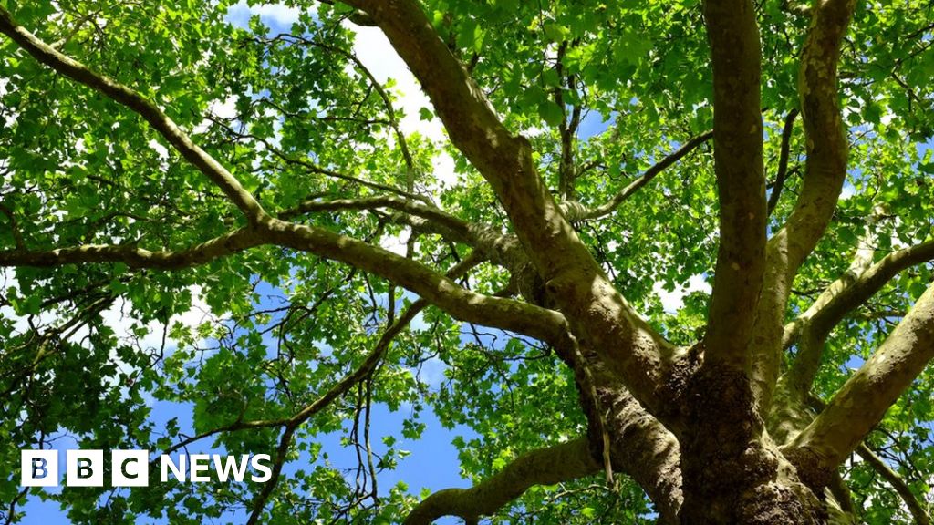 Boy stuck up tree in York cat rescue