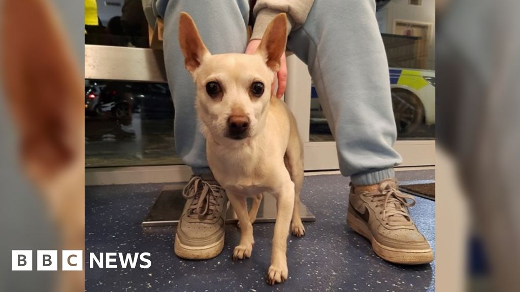 Batley: Police nab Chewy the chihuahua missing for seven years
