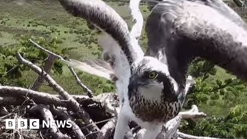 Dyfi Osprey Project sees 'milestone' as bird returns BBC News