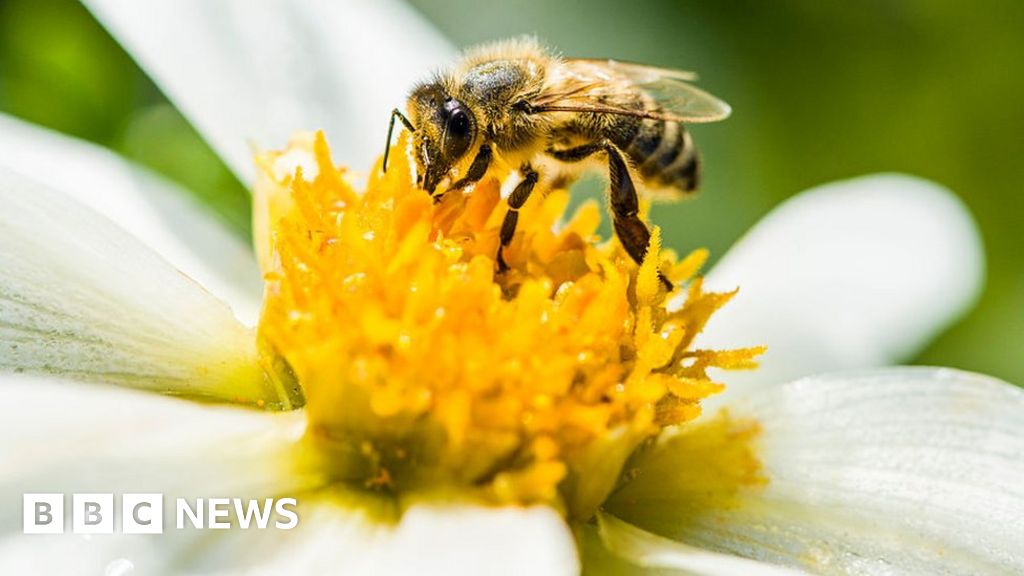 Honey Stix – It's All About Bees!