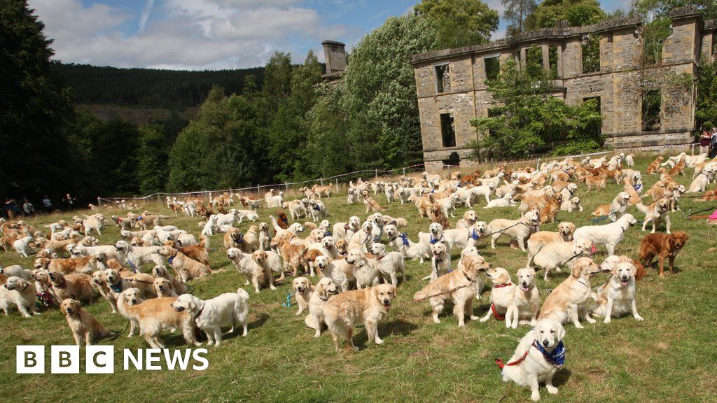 Mass gathering of golden retrievers in Highlands BBC News