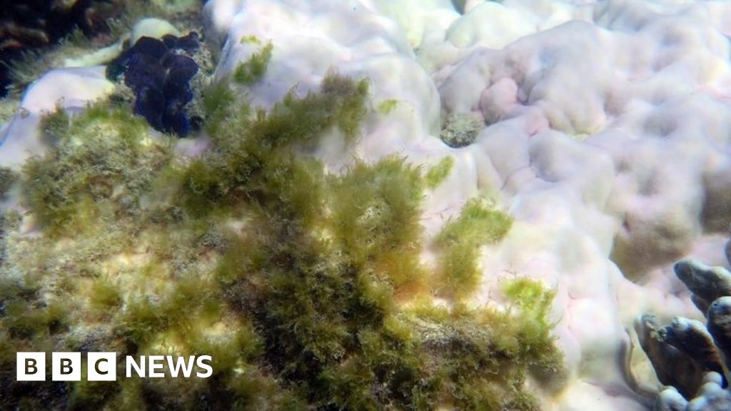 Great Barrier Reef Bleaching 'kills 35 of area's coral' BBC News